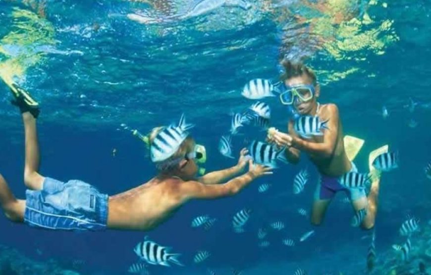 Swimming with Dolphin VIP Snorkeling Sea Trip With Lunch and Transfer – Hurghada