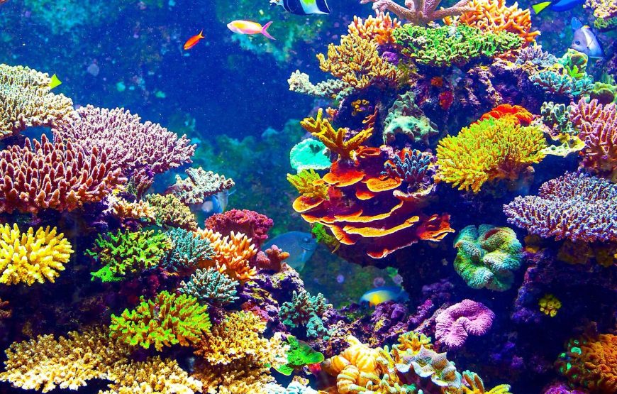Discover Marsa Alam Coral Reef Snorkeling Sea Trip with Lunch – Marsa Alam