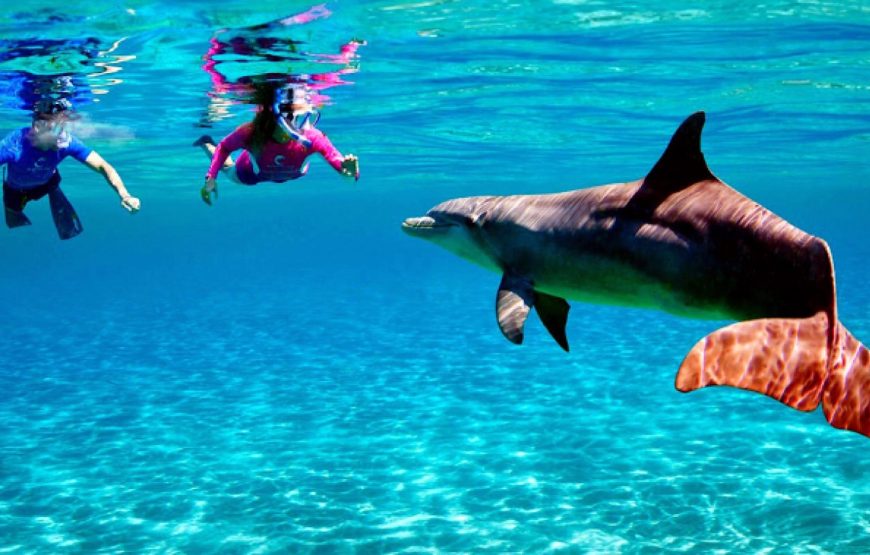 Swimming with Dolphin VIP Snorkeling Sea Trip With Lunch and Transfer – Hurghada