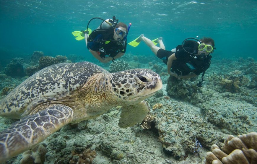 Marsa alam Sea Snorkeling & Diving trip With Lunch – Marsa Alam