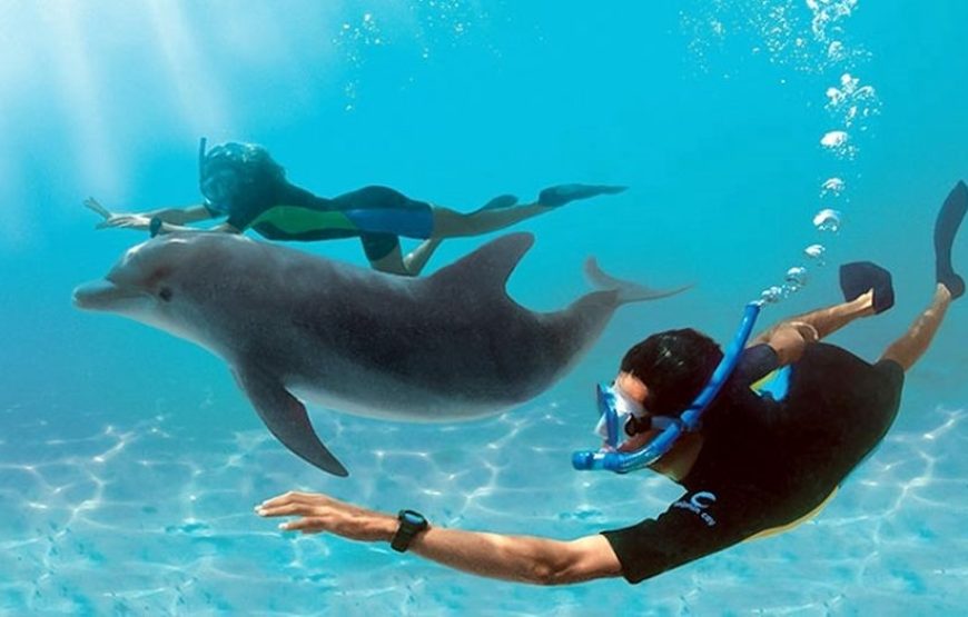 Swimming with Dolphin VIP Snorkeling Sea Trip With Lunch and Transfer – Hurghada