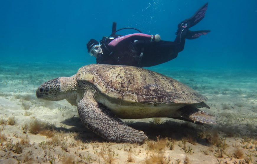 Marsa alam Sea Snorkeling & Diving trip With Lunch – Marsa Alam