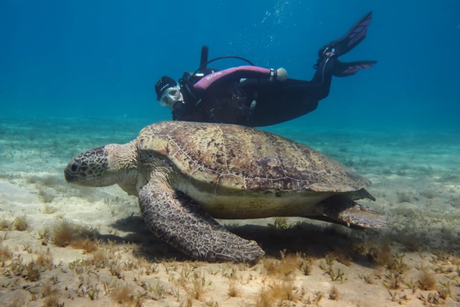 Marsa alam Sea Snorkeling & Diving trip With Lunch – Marsa Alam