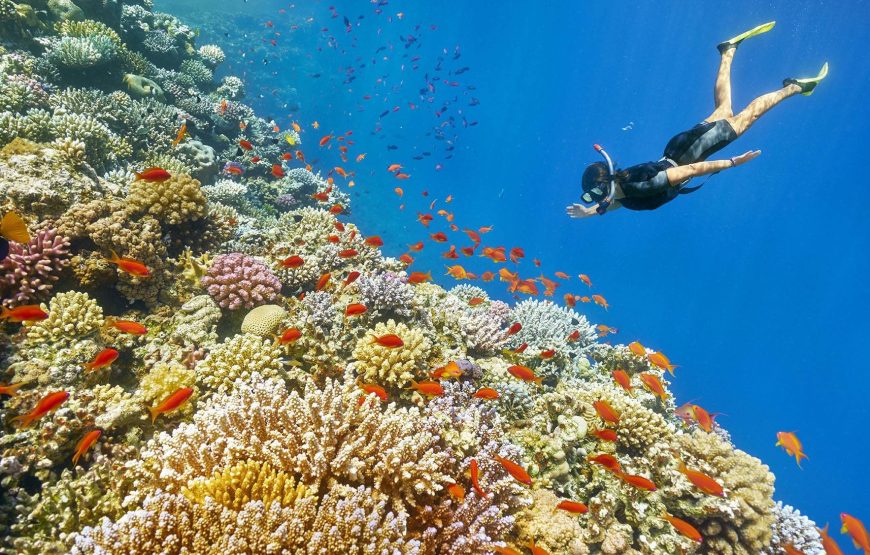 Discover Marsa Alam Coral Reef Snorkeling Sea Trip with Lunch – Marsa Alam
