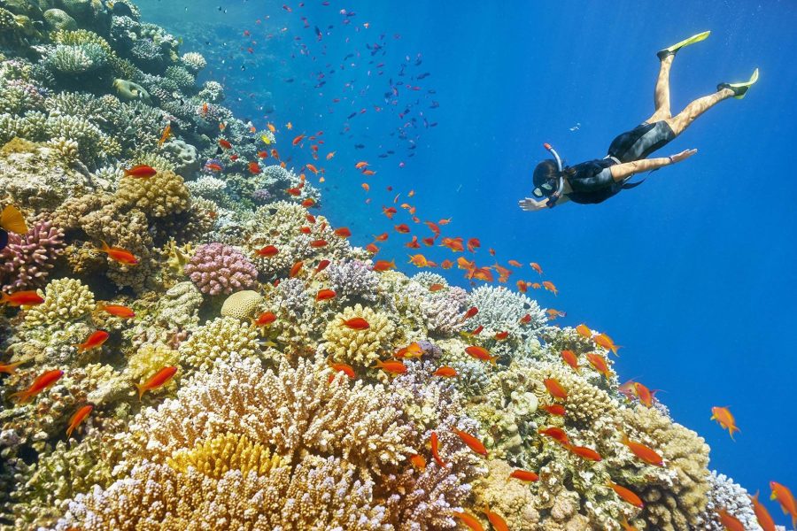 Discover Marsa Alam Coral Reef Snorkeling Sea Trip with Lunch – Marsa Alam