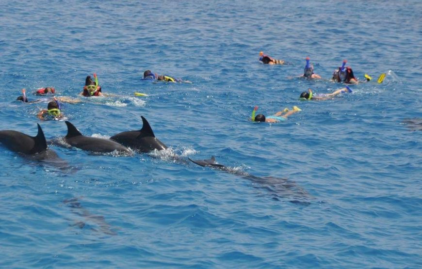 Swimming with Dolphin VIP Snorkeling Sea Trip With Lunch and Transfer – Hurghada
