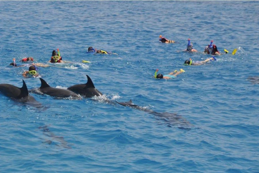 Swimming with Dolphin VIP Snorkeling Sea Trip With Lunch and Transfer – Hurghada